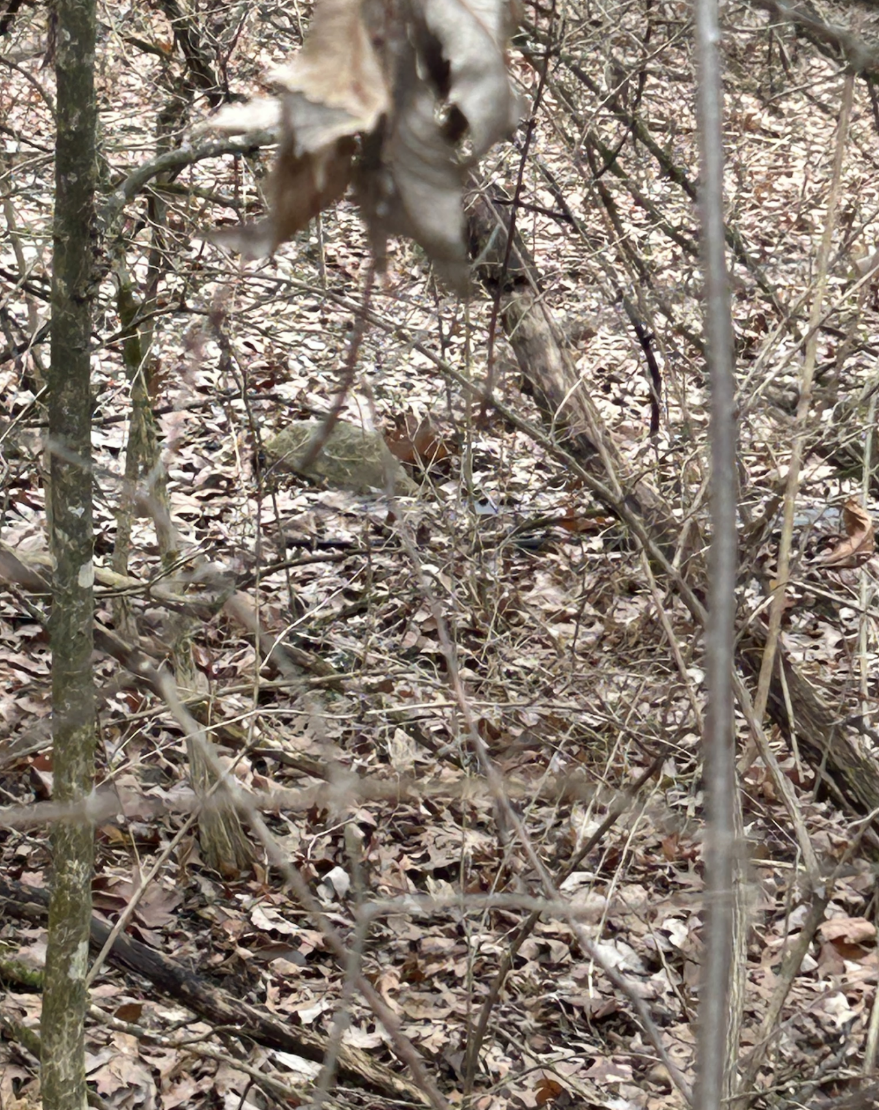 Betsy took a photo of a rock